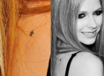 /album/tatuagens-da-avril-lavigne-/a2po5av9-png1/